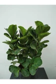 Ficus Lyrata (bambino Anaç) thumbnail 1