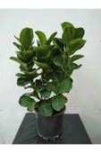 Ficus Lyrata (bambino Anaç) thumbnail 4