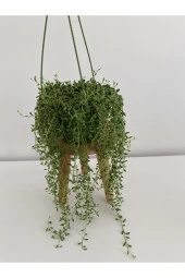 Tesbih Çiçeği - Senecio thumbnail 1