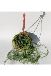 Tesbih Çiçeği (senecio) 80cm-100cm thumbnail 1