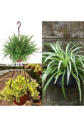 Askılı Saksılarda Aşk Merdiveni, Kurdele ve Buz Çiçekleri thumbnail 1