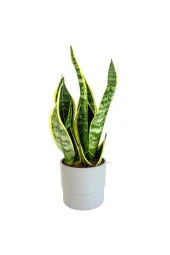 Bodur Paşa Kılıcı - Sansevieria - 1