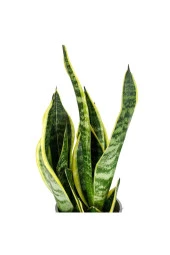 Bodur Paşa Kılıcı - Sansevieria - 2