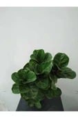 Ficus Lyrata (bambino Anaç) thumbnail 3