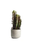 Dekoratif Saksılı Süt Ağacı Euphorbia Trigona (Süt Ağacı) - 1