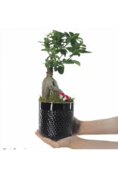 Ficus Ginseng Bonsai & Siyah Yuts Seramik Saksıda Hediyelik Canlı Çiçek thumbnail 1