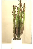 Dekoratif Saksıda Süt Ağacı 50-60 Cm - 1