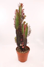 Euphorbia Trigona Red thumbnail 1