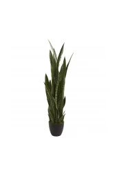 Kılıç Çiçeği Paşa Kılıcı 40-60 Cm Peygamber Kılıcı Ev Bitkisi Ofis Bitkisi Salon Bitkisi - 2