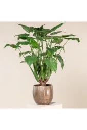 Alocasia Cucullata Fil Kulağı - 1
