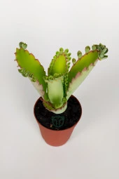 Peygamber Gözyaşı Çiçeği Kampanya thumbnail 1