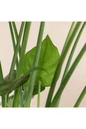Alocasia Cucullata Fil Kulağı - 4