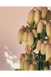 Peygamber Gözyaşı Çiçeği Kampanya thumbnail 3