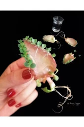 Peygamber Gözyaşı Çiçeği Kampanya thumbnail 4