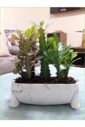 Dekoratif Saksıda Çok Köklü Mini Süt Ağacı - 1