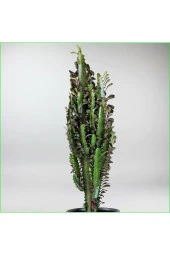 Süt Ağacı Büyük Boy 60-70 Cm - 1