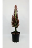 Süt Ağacı 55-65 cm - 1