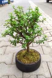 Bonsai Para Ağacı - Para Çiçeği - Bereket Ağacı - 1