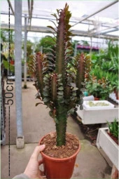 Süt Ağacı Euphorbia Trigona - 1