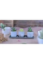 Üçlü taş saksıda kaktüs sukulent seti thumbnail 1