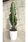 Süt Ağacı Euphorbia Trigona 60 cm Dekoratif Saksıda - 1