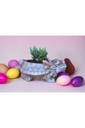 Taş Ejder Saksıda Sukulent thumbnail 1