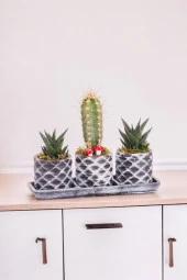 Dekoratif taş saksılarda sukulent kaktüs aranjmanı 001uy thumbnail 2