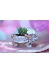 Taş Ejder Saksıda Sukulent thumbnail 2