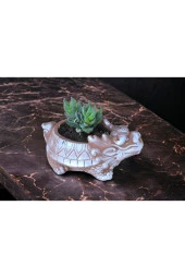 Taş Ejder Saksıda Sukulent thumbnail 2