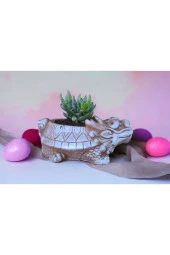 Taş Ejder Saksıda Sukulent thumbnail 4