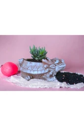 Taş Ejder Saksıda Sukulent thumbnail 4