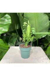 Süt Ağacı 8.5 Saksılı - 1