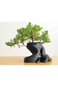 Şekilli Çiçek Ve Skulent Saksısı 8 Cm - 1