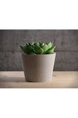 Dikey Çizgili Bükülmüş Çiçek Saksısı 15 cm - 1