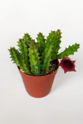Leş kaktüsü Huernia Angolensis küçük bordo çiçekli özel tür 5.5 cm kahverengi saksıda - 2