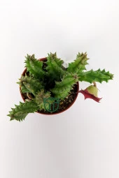 Leş kaktüsü Huernia Angolensis küçük bordo çiçekli özel tür 5.5 cm kahverengi saksıda - 4