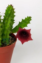 Leş kaktüsü Huernia Angolensis küçük bordo çiçekli özel tür 5.5 cm kahverengi saksıda - 5