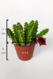 Leş kaktüsü Huernia Angolensis küçük bordo çiçekli özel tür 5.5 cm kahverengi saksıda - 6