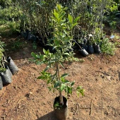 Meyve Verir Yaşta Tüplü Kamkat Fidanı (80-100 cm arası) thumbnail 4