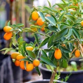 Meyve Verir Yaşta Tüplü Kamkat Fidanı (80-100 cm arası) - 1