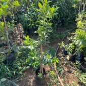 Meyve Verir Yaşta Tüplü Kamkat Fidanı (80-100 cm arası) - 3