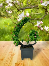 Nettenevime Yapay Çiçek Bonsai Ağacı Pembe Eğik Model Dekoratif Yapay Ağaç Bonzai 30*22 CM Siyah Kare Saksıda thumbnail 3
