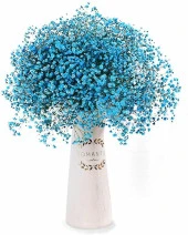 Nettenevime Kuru Çiçek Doğal CİVİT MAVİ Cipso 50gram 1. Kalite Şoklanmış Bozulmaz thumbnail 2