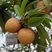 SAPODİLLA FİDANI 3 YAŞ 25 CM - 1