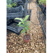 SAPODİLLA FİDANI 3 YAŞ 25 CM - 2