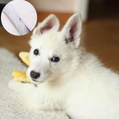 Periboia Metal Köpek Tarağı - Renkli Pire Tarağı - 3