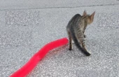 Periboia Kedi Tırmalama Fırçası - Kedi Oyuncağı - 5