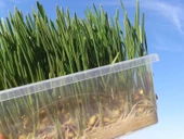 Periboia Tohum Çimlendirme Kutusu 18 Gözlü Mini Sera - 3