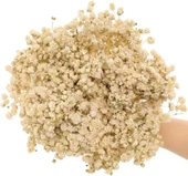 Nettenevime 10lu Set Kuru Çiçek Doğal KREM Cipso Şoklanmış Bozulmaz thumbnail 7