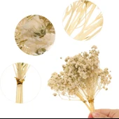 Nettenevime 10lu Set Kuru Çiçek Doğal KREM Cipso Şoklanmış Bozulmaz thumbnail 2